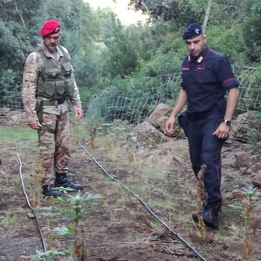 Oliena. 100 piante di marijuana alimentate da una piscina scoperte nella valle di Lanaittu