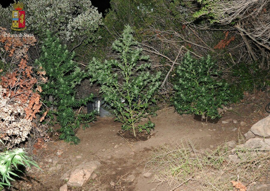 Beccati a estirpare 5 sacchi di marijuana: tre orgolesi nei guai