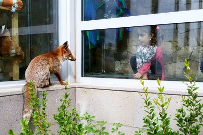 La volpe Rosa Fumetta e la bambina