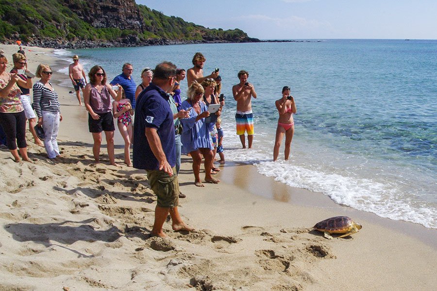 La Caretta Caretta “Luna” torna a nuotare libera nelle acque di Cala Cartoe