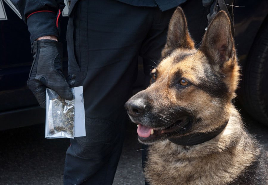 Nascondevano un chilo di marijuana: marito e moglie beccati dal cane antidroga