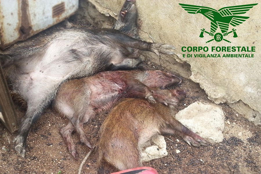 Abbattono tre cinghiali: due bracconieri denunciati dalla Forestale