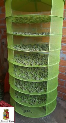 Marijuana nell'essiccatore