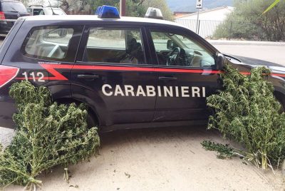 nelle adiacenze del terreno ove erano state messe a dimora