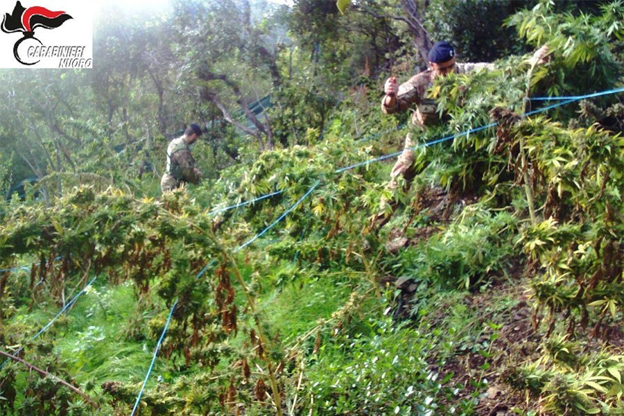 Sequestro di marijuana per un valore tra i 150 e i 170 mila euro