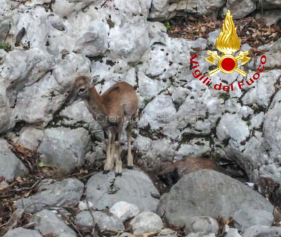Solo in un anfratto accanto alla madre morta: cucciolo di muflone salvato dai Vigili del Fuoco