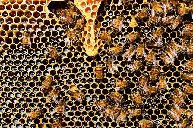 Caldo e siccità dimezzano le api: allarme della Coldiretti di Nuoro e Ogliastra