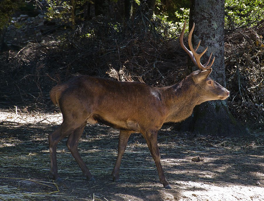 Esemplare di cervo maschio ucciso a fucilate nelle campagne di Domusnovas