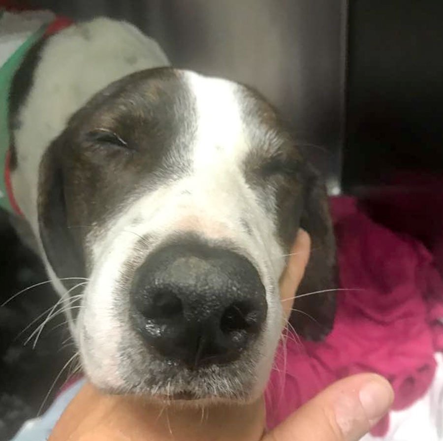 Freccia, il cane trafitto con un arpione, supera la seconda notte