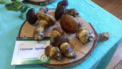 Alcuni esemplari di Leccino esposti alla 