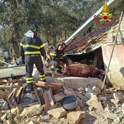 Uno degli maiali morti nell'esplosione
