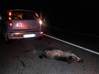 Il cinghiale e la Fiat Punto dopo l'incidente (foto Cronache Nuoresi)