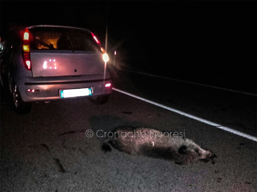 Emergenza cinghiali. La Regione stanzia oltre 400mila euro per la sicurezza stradale