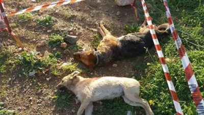 Due dei cani avvelenati