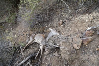 Il cervo trovato morto nei monti di Capoterra