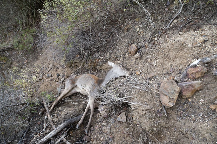 In Sardegna cervi e cinghiali muoiono di fame per la siccità