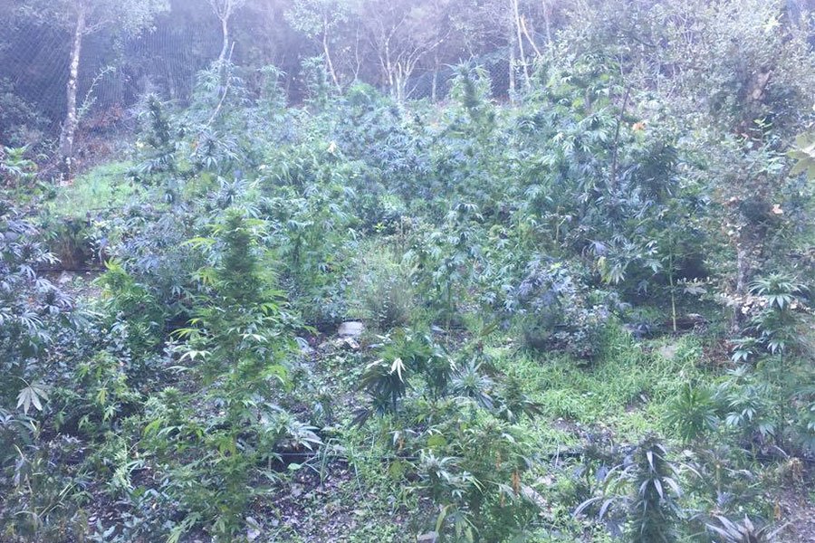 350 piante di Marijuana sequestrate dai Carabinieri