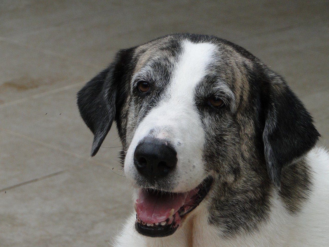 L’Aidaa denuncia: “Oltre 300 cani abbandonati durante le Festività”