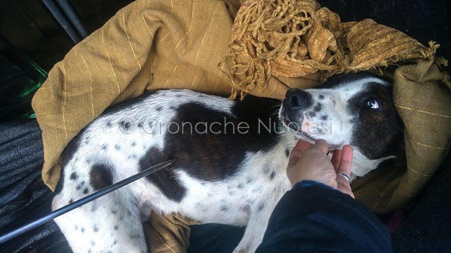 Nuoro. La triste storia di “Freccia”, il cane trafitto con una fiocina: si teme per la sua sopravvivenza
