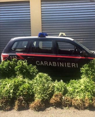 Una parte della droga sequestrata a Desulo