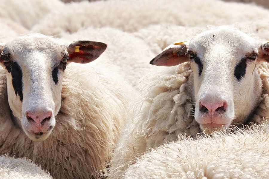 Dorgali: un’azienda agricola ricerca un pastore