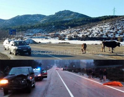 Animali vaganti sulla 389 Nuoro-Lanusei
