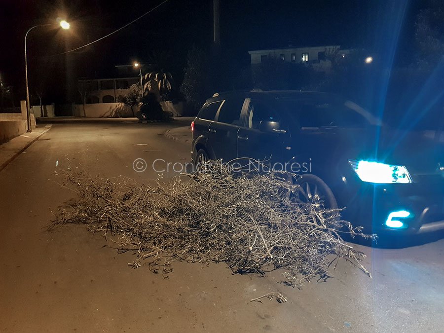 Un ramo di ulivo precipita sulla carreggiata: incidente sfiorato a Orosei