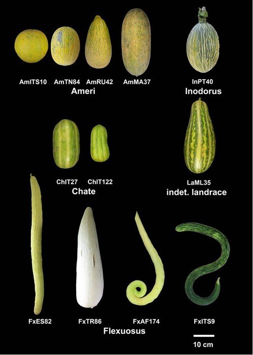 Non dolce e dalla forma allungata: così era il melone nuragico