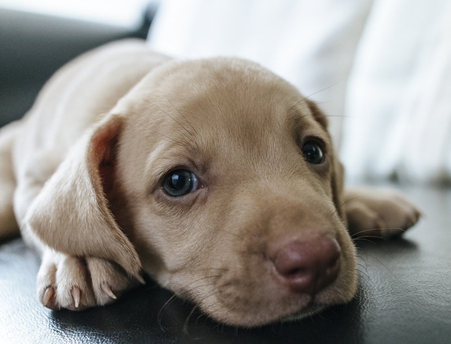 Cani randagi in aumento nell’isola, raggiungono quota 66 mila