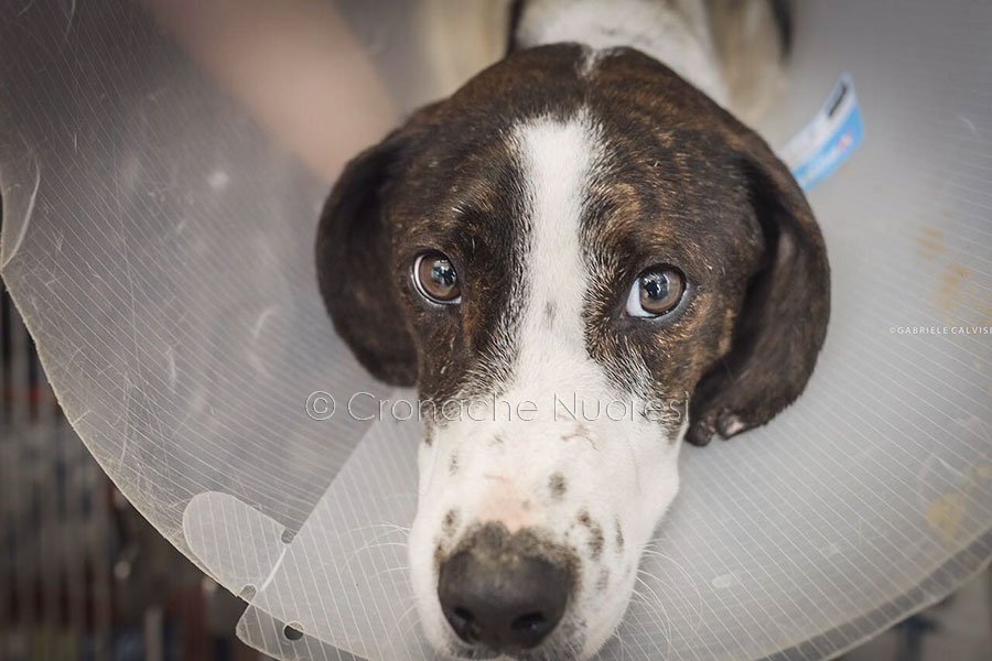 A un mese dalle torture, “Freccia” è ancora in pericolo di vita