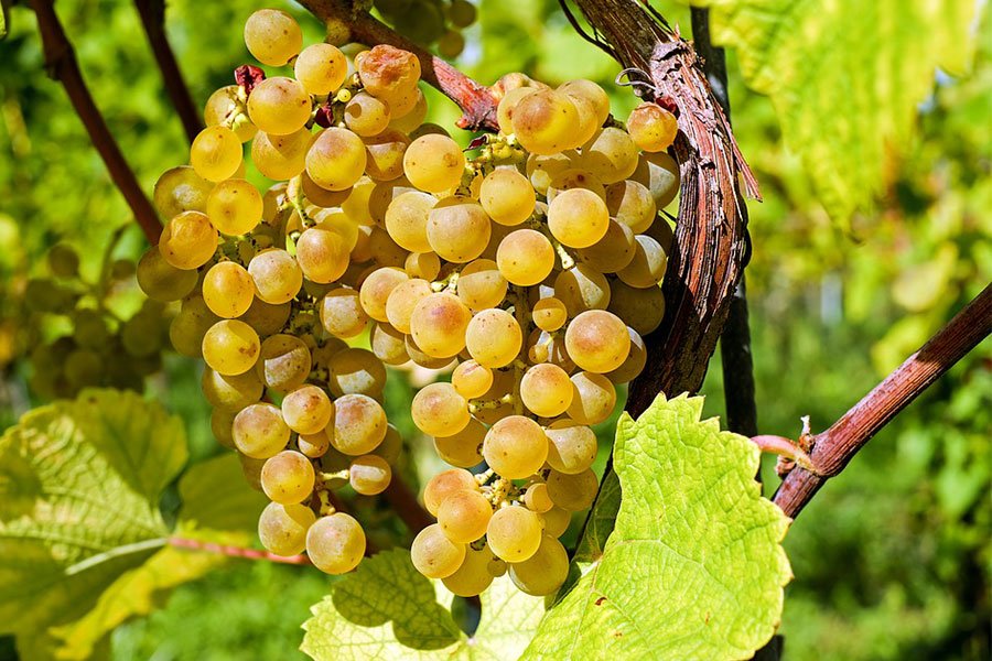 Nuoro: Coldiretti punta sulle eccellenze dell’agroalimentare