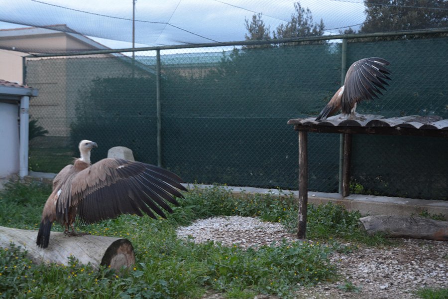 Amsterdam regala alla Sardegna due splendidi grifoni. Uno è stato cresciuto da due papà