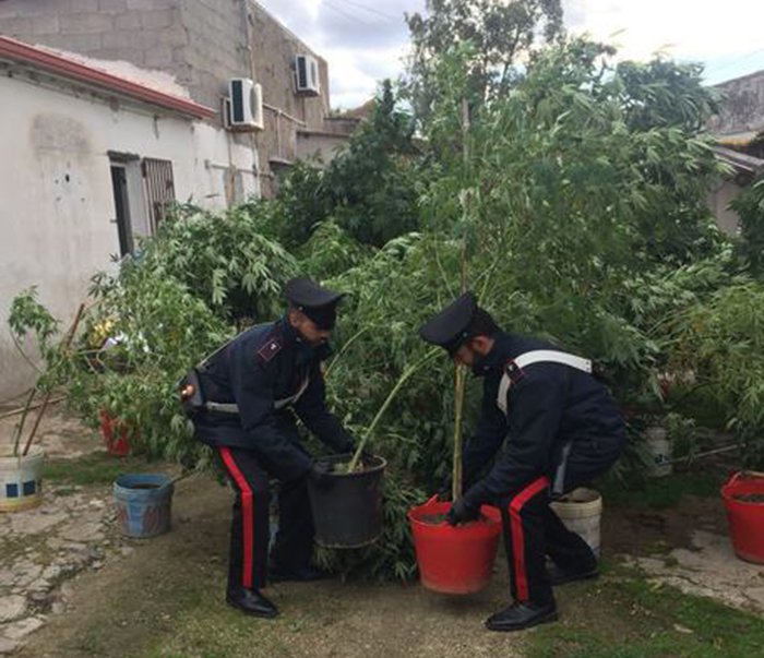 Blitz dei carabinieri, scoperta una fiorente piantagione di marijuana