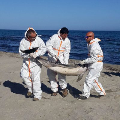 La Caletta. Le operazioni di recupero del delfino morto (© foto Cronache Nuoresi - Tutti i diritti riservati)