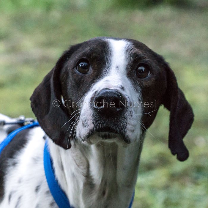 La nuova vita di Freccia. Il cagnolino ha trovato famiglia a Oristano