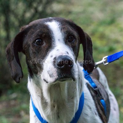 Un primo piano del cane 