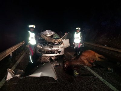 La Peugeot dopo lo schianto contro i due cavalli