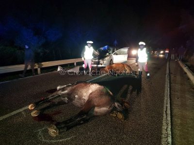 I due cavalli morti dopo lo schianto contro la Peugeot