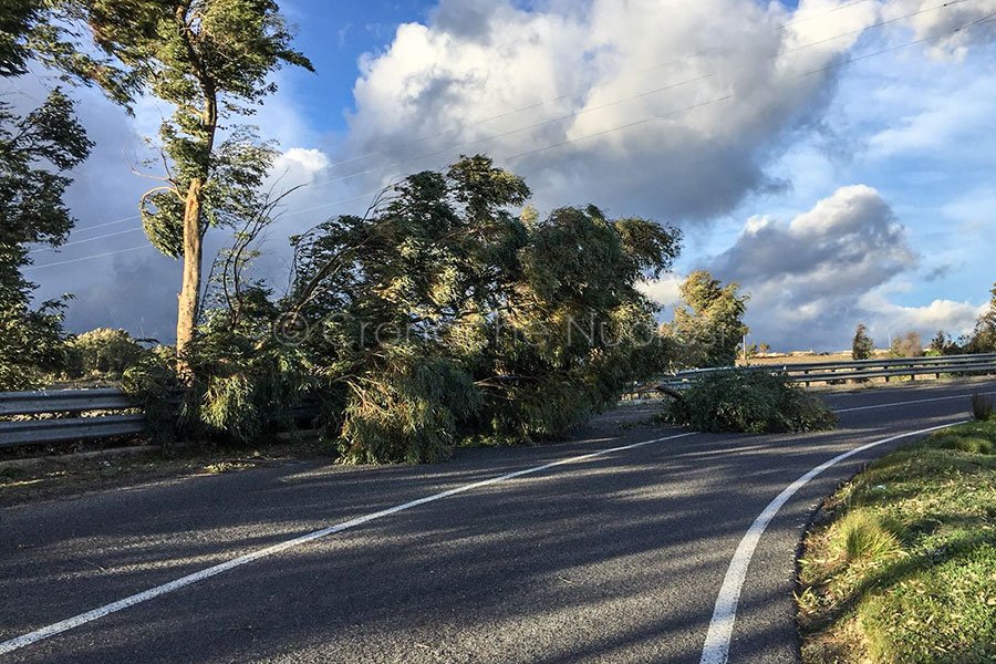 Nuoro. Albero si spezza per il forte vento e invade la carreggiata