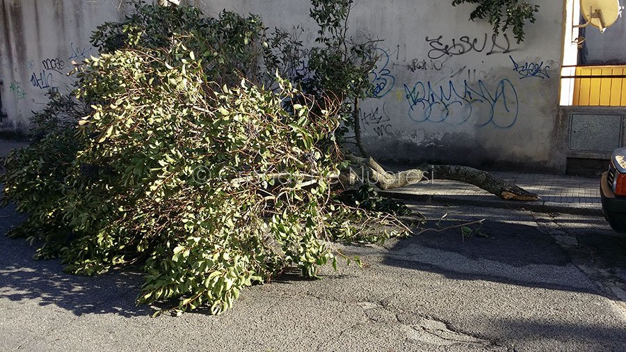 Bufera di vento nel Nuorese: ingenti i danni anche nel Capoluogo