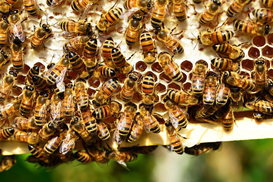 Un convegno sull’apicoltura a Nuoro