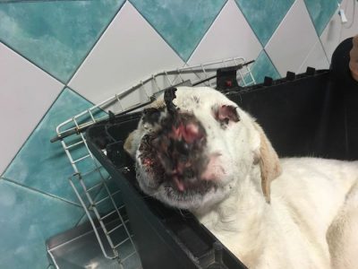 Il cane sfigurato dall'arma da fuoco (foto clinica Due Mari)