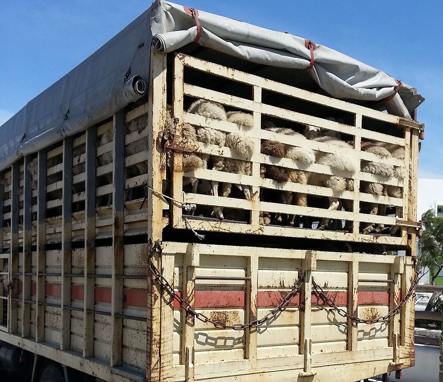 ASSL di Lanusei: corso sul trasporto di animali vivi