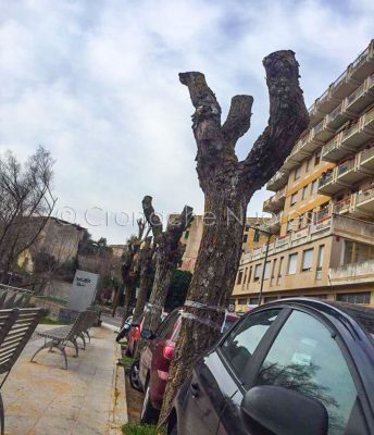 Nuoro, alcuni alberi capitozzati in viale Ciusa (© Cronache Nuoresi)