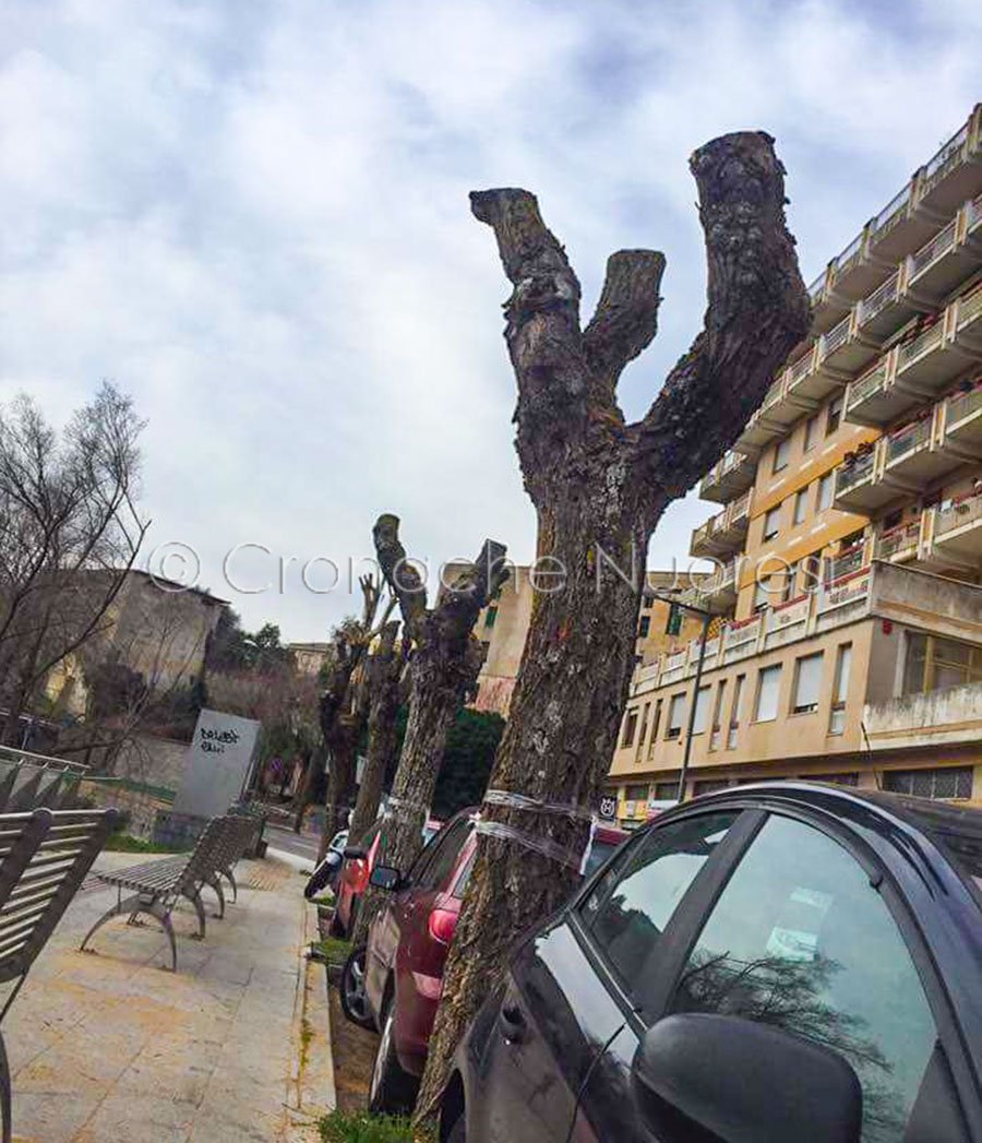 Nuoro. Associazione Salvaguardia Monte Ortobene: “No alla capitozzatura, uno scempio ai danni del verde pubblico”