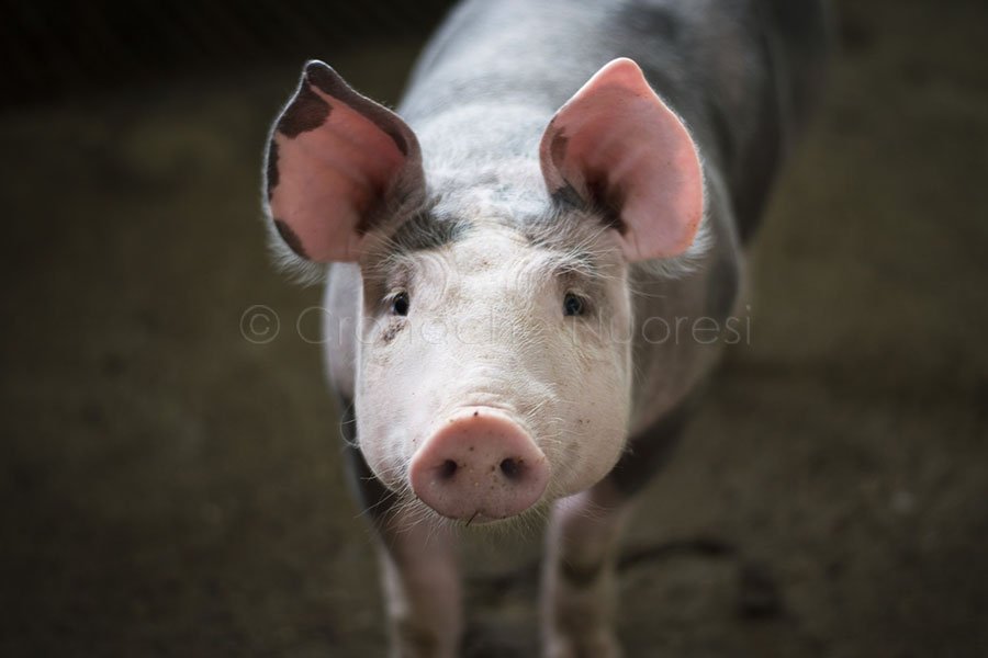 Si prepara a macellare un maiale, cade e si ferisce gravemente