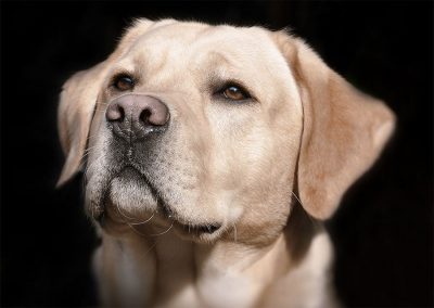 Un esemplare di Labrador