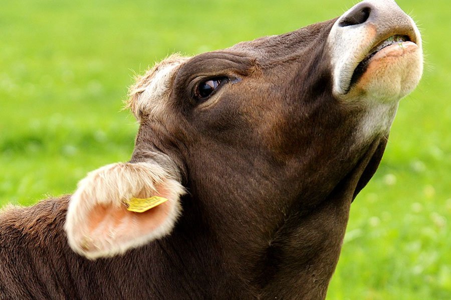 Dermatite Bovina, allarme rosso. Oltre 900 capi contaminati: Cia chiede intervento urgente a Lollobrigida