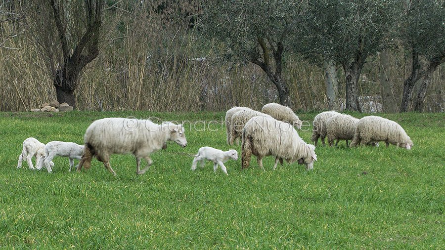Pasqua. Il Contas lancia l’allarme:”metà degli agnelli arrivano dall’estero”