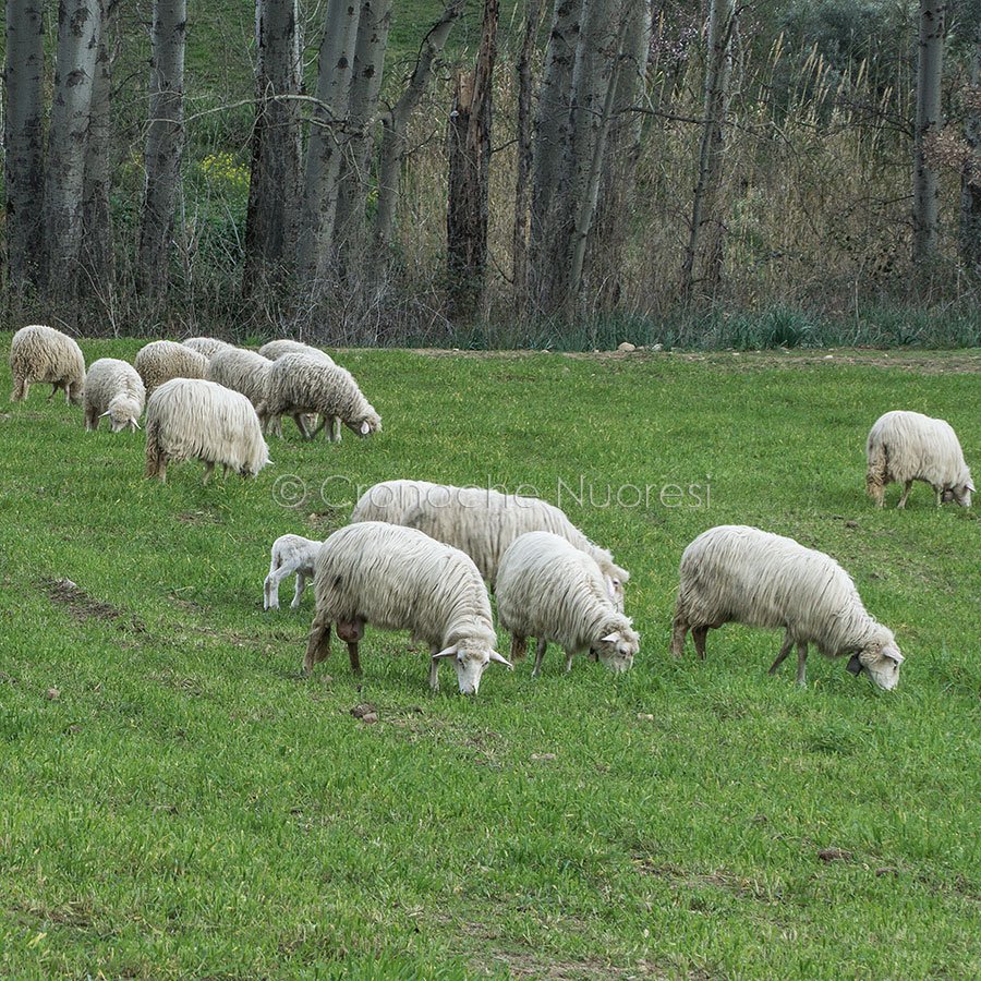 Finalmente una svolta: Coldiretti ottiene l’apertura su pagamenti agricoli in Sardegna